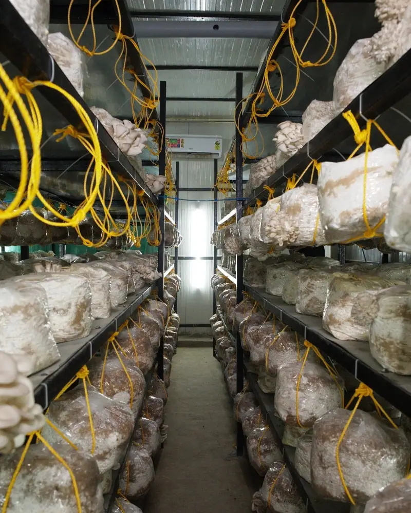 An aisle between steel racks of hanging grow bags, with a split air conditioner on the far wall