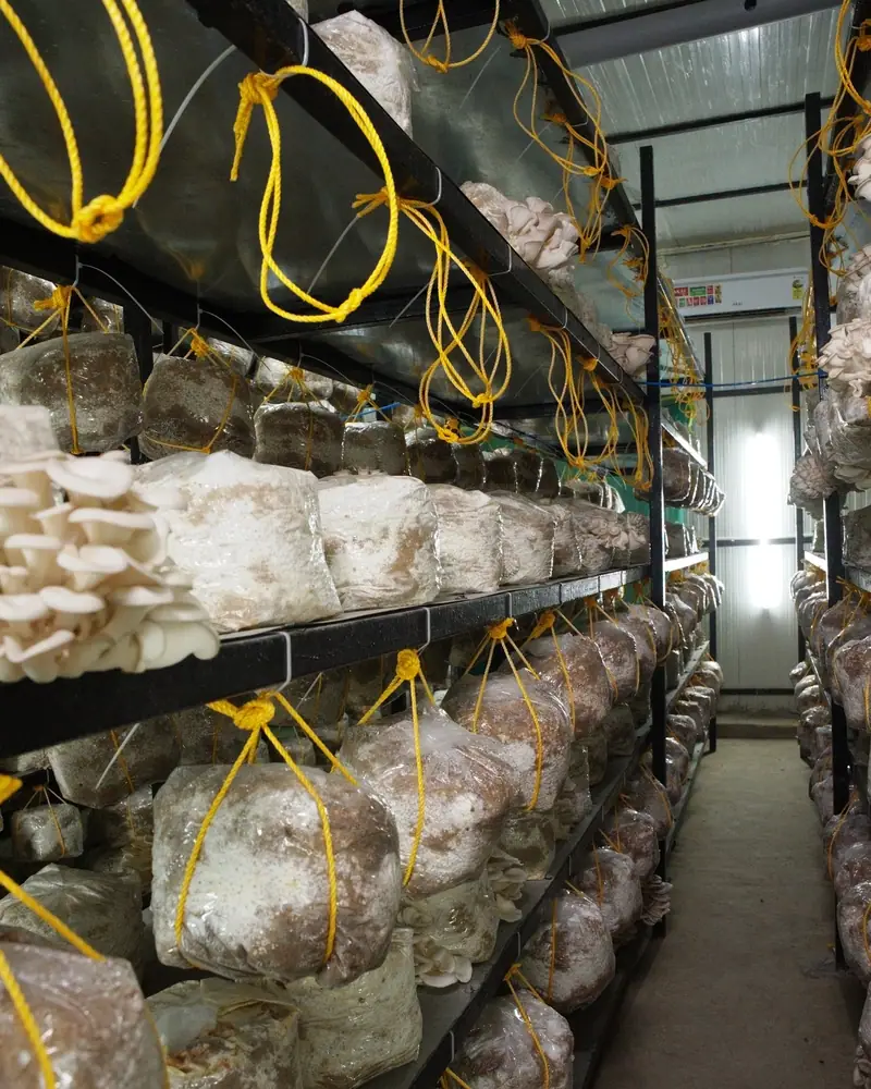 A split air conditioner on the far wall at the end of a grow-room aisle