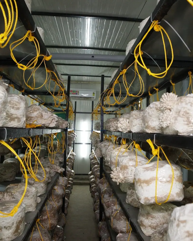 An aisle between steel racks, grow bags hanging on yellow rope loops and mushrooms forming on several