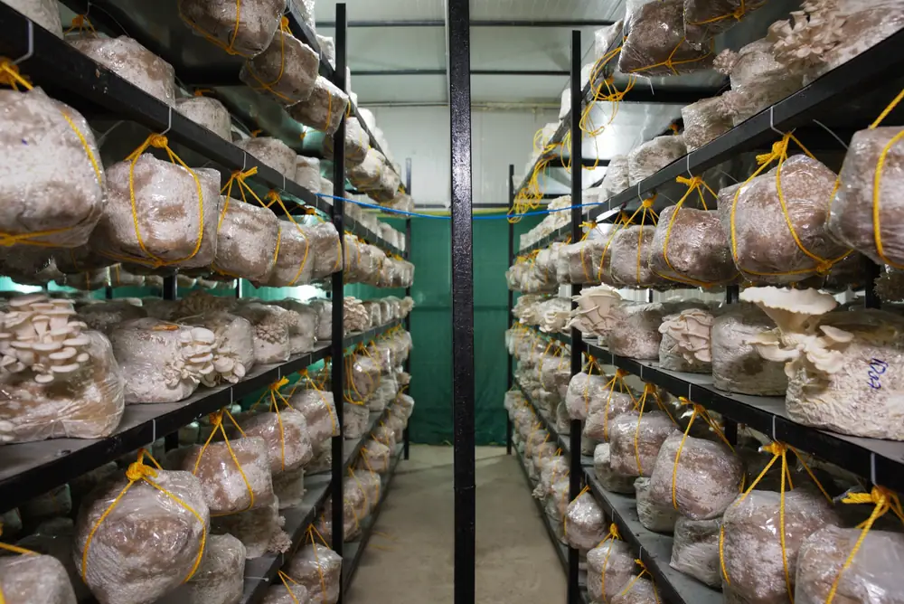 A long aisle between steel racks of hanging grow bags inside one of our rooms
