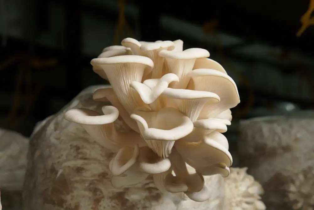 An oyster mushroom cluster growing from the side of a grow bag