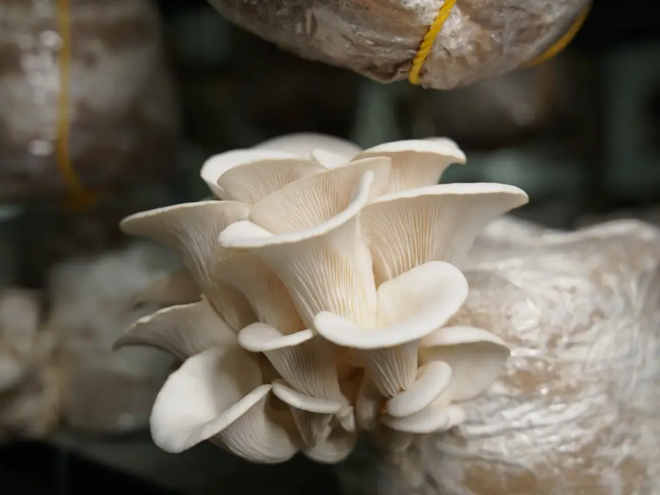 A cluster of pale oyster mushrooms growing out of a grow bag on a rack shelf