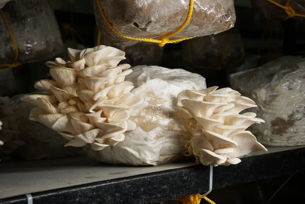 Two clusters of oyster mushrooms on a grow bag at the edge of a rack shelf