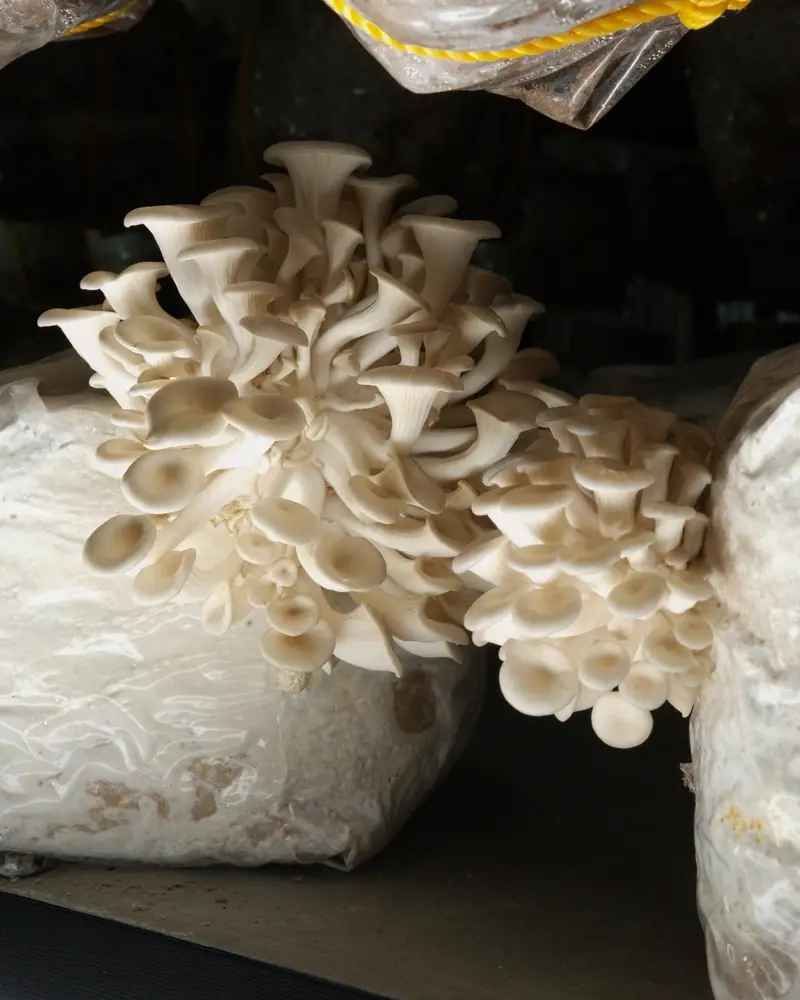 An oyster mushroom cluster growing from a grow bag on a rack shelf