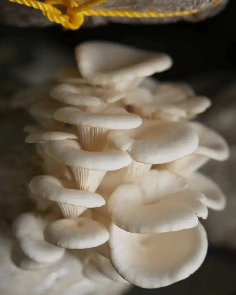 An oyster mushroom cluster growing below a grow bag tied with yellow rope