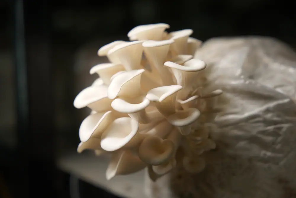 A rosette of pale oyster mushroom caps growing from the side of a grow bag
