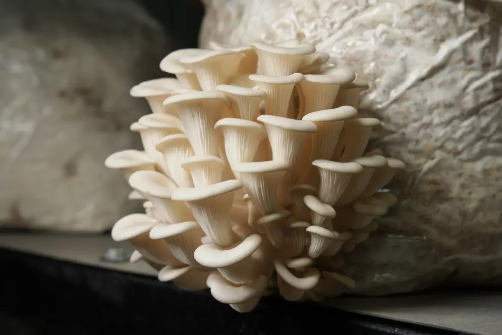 Rows of oyster mushroom caps fanning out from a grow bag