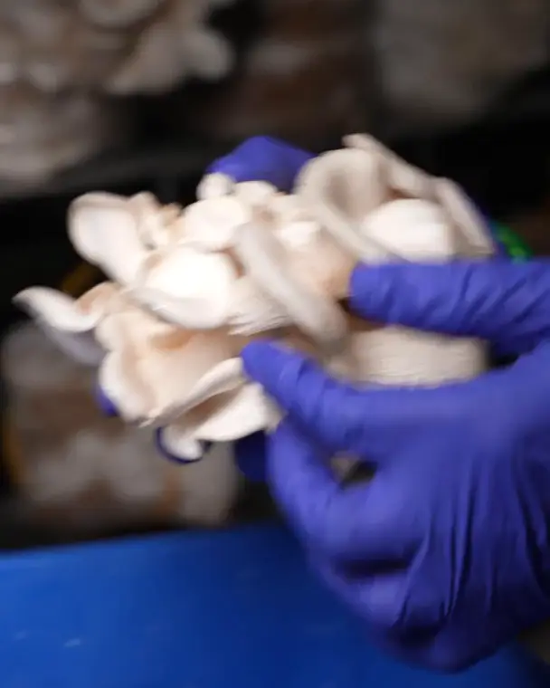 Gloved hands holding a freshly picked cluster of oyster mushrooms