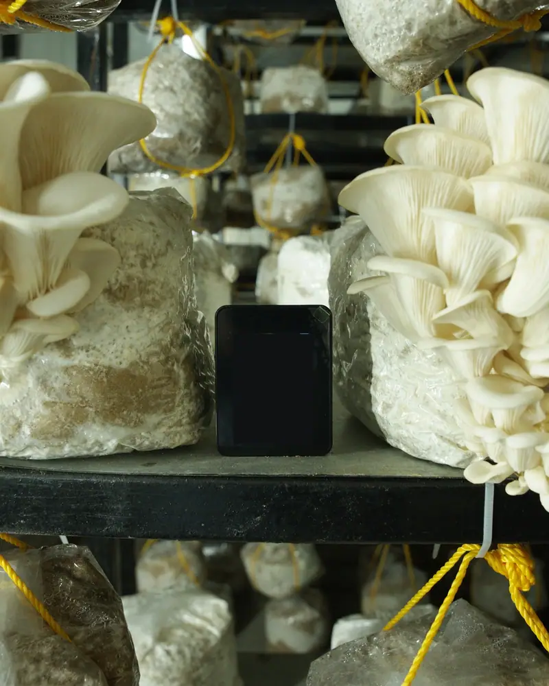 A handheld meter on a rack shelf between mushroom clusters, its screen hidden