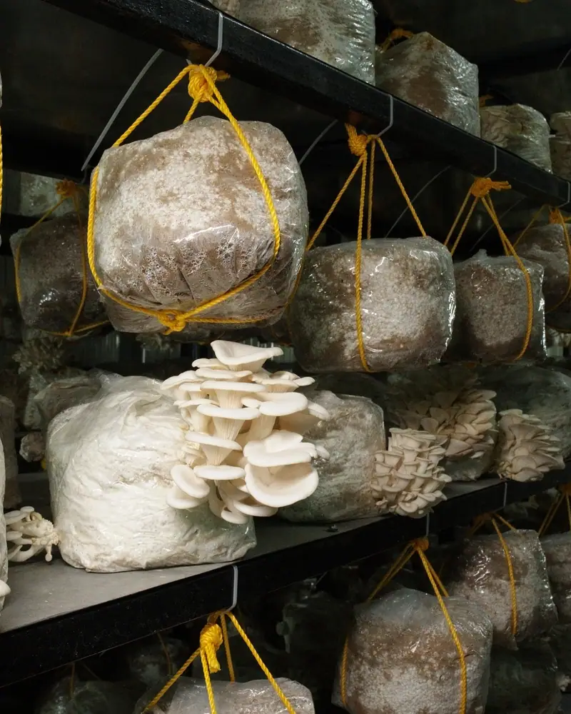 Grow bags hanging on yellow rope loops along a steel rack, oyster mushrooms fruiting from several