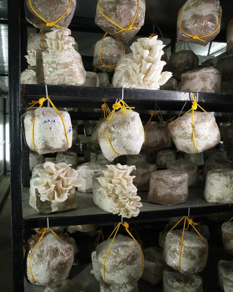 A steel rack in an insulated room, with grow bags on rope loops