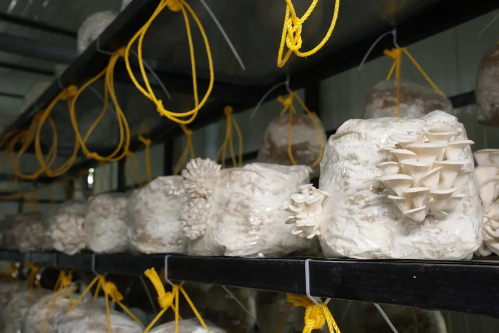 Grow bags hanging on yellow rope loops along a rack shelf, oyster mushrooms forming on several