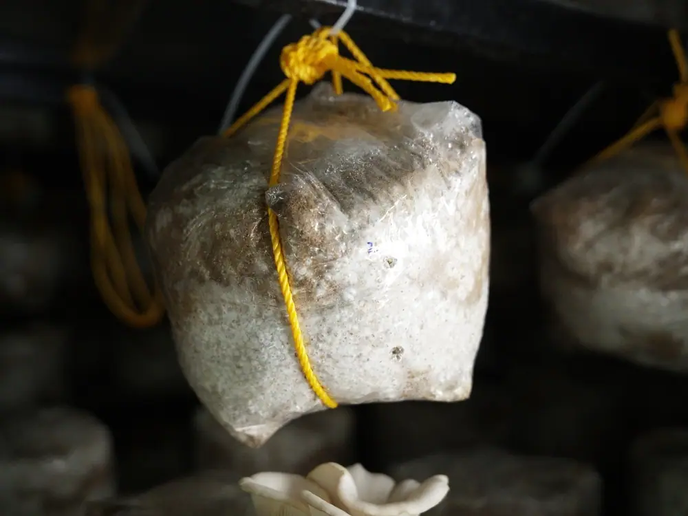 A grow bag hanging from a rope loop, its pellets turning white as the mycelium grows through