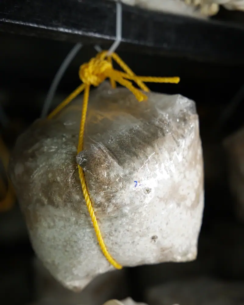 A grow bag on a rope loop, white mycelium spreading through the pellets